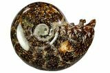 Polished, Agatized Ammonite (Cleoniceras) - Madagascar #110526-1